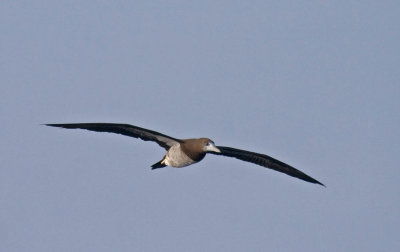 Brown Booby