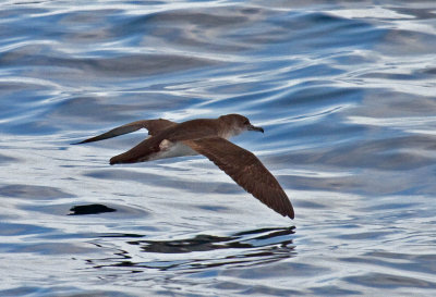 Black-vented Shearwater