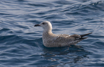 Herring Gull