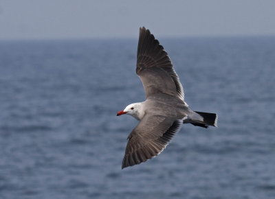 Heermann's Gull