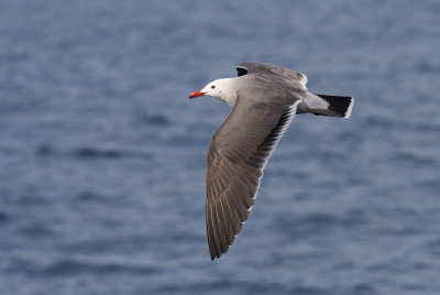 Heermann's Gull