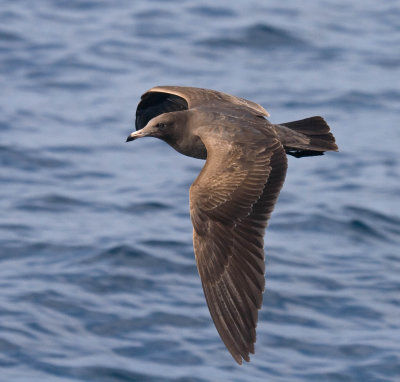 Heermann's Gull