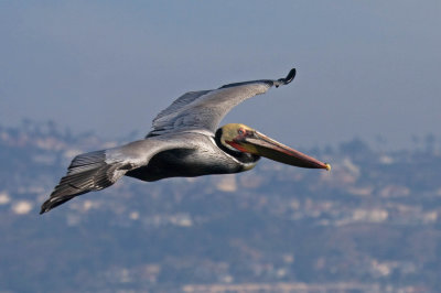 Brown Pelican