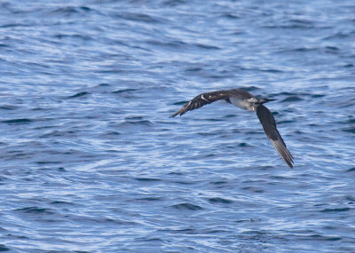 Parasitic Jaeger