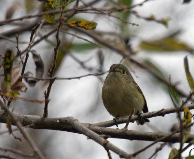 Hutton's Vireo