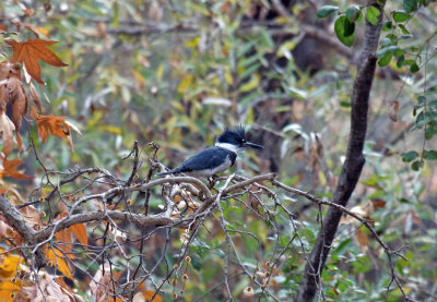 Belted Kingfisher