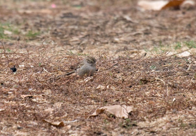 Brewer's Sparrow