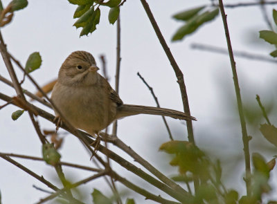 Brewer's Sparrow