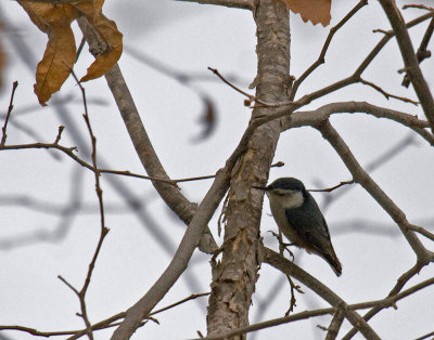 White-breasted Nuthatch