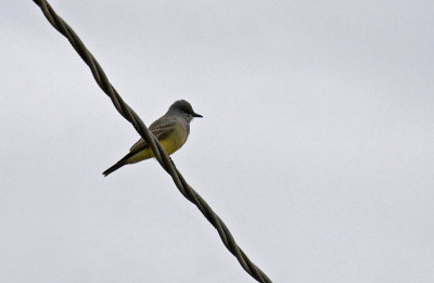 Cassin's Kingbird