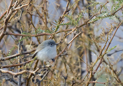 Black-tailed Gnatcatcher