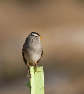 White-crowned Sparrow