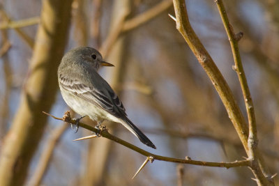 Gray Flycatcher