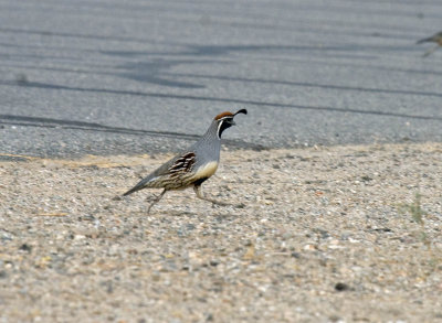 Gambel's Quail