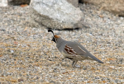 Gambel's Quail