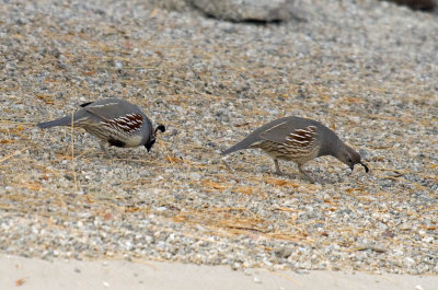 Gambel's Quail