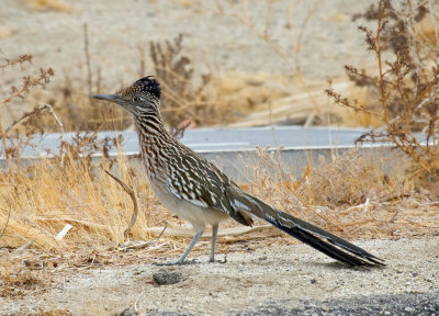 Greater Roadrunner