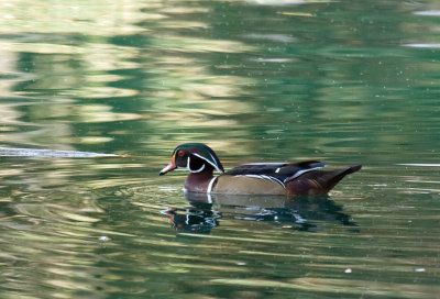 Wood Duck