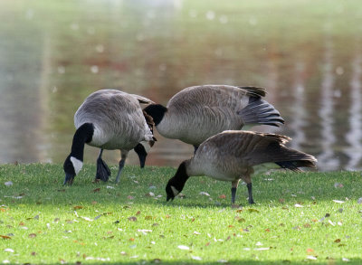Cackling Goose in front of Canada Goose