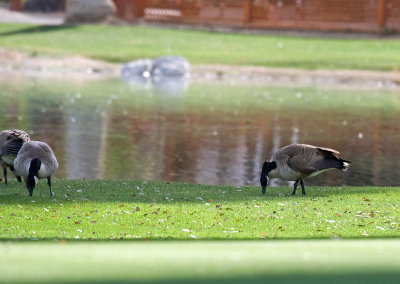 Canada Goose