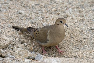 Mourning Dove