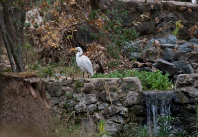 Great Egret