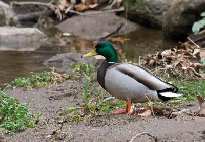 Mallard