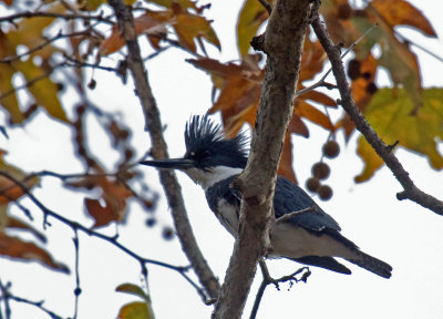 Belted Kingfisher