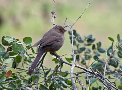 California Towhee