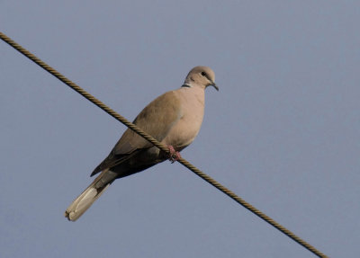 Eurasian Collared-Dove