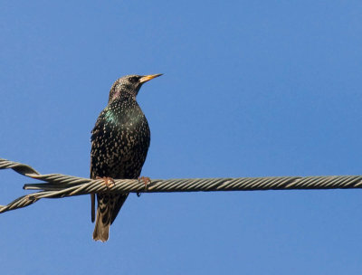 European Starling