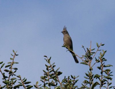 Phainopepla