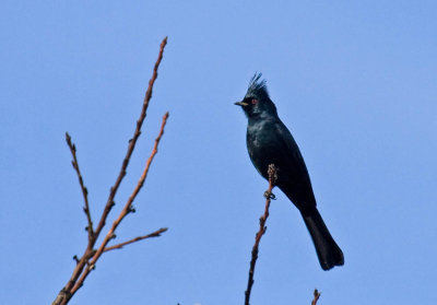 Phainopepla