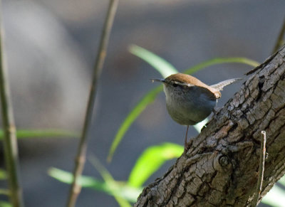 Bewick's Wren