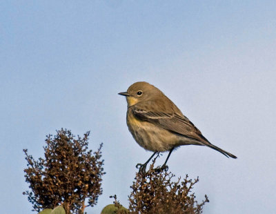 Yellow-rumped Warbler