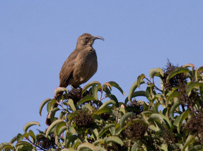 California Thrasher