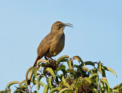 California Thrasher