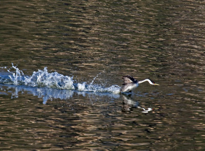 Western Grebe