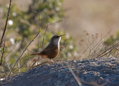 Canyon Wren