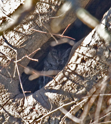 Western Screech-Owl