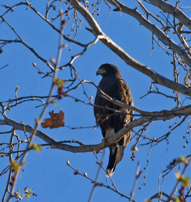 Harris's Hawk