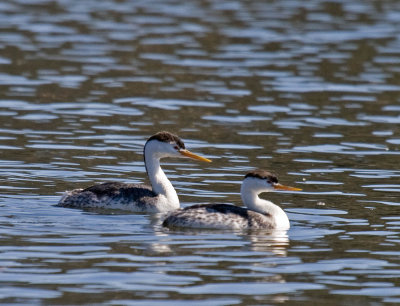 Clark's Grebe