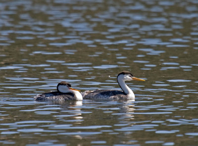 Clark's Grebe