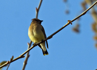 Cedar Waxwing