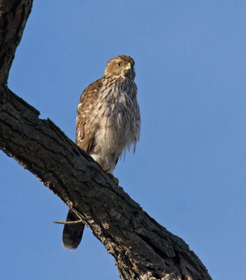 Cooper's Hawk