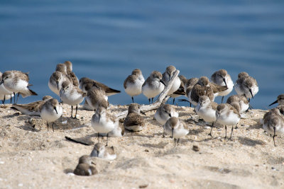 Western Sandpiper