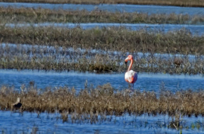 IMG_2666 American Flamingo escapee.jpg