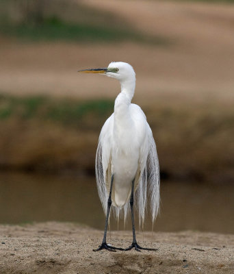 Great Egret