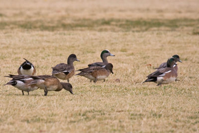 American Wigeon