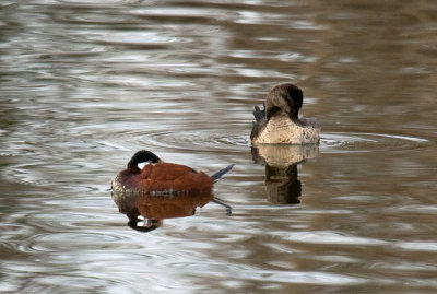 Ruddy Duck